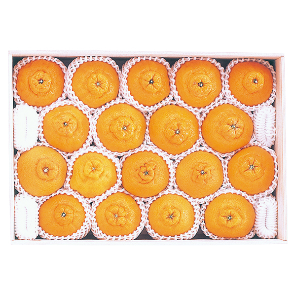 啪Y nEXʂfR| (SSP-100)y͂ԁF12{`z